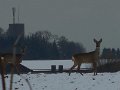 DSCN4481