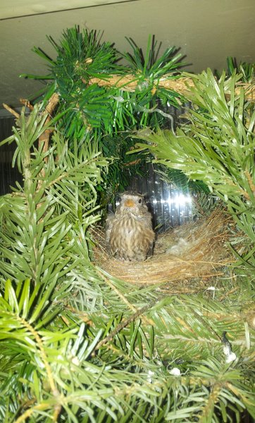 20130310_165608.jpg - User comments