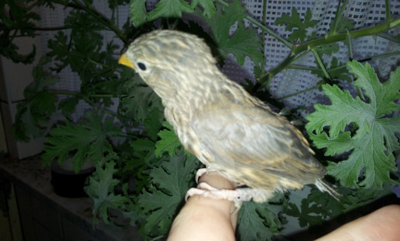 20130313_155307.jpg - User comments