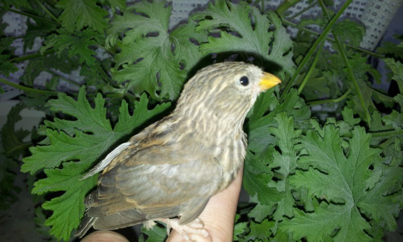 20130313_155413.jpg - User comments