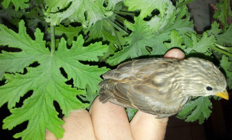 20130313_155426.jpg - User comments