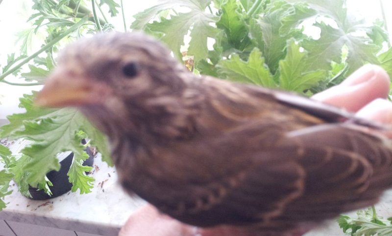 20130422_175056.jpg - User comments