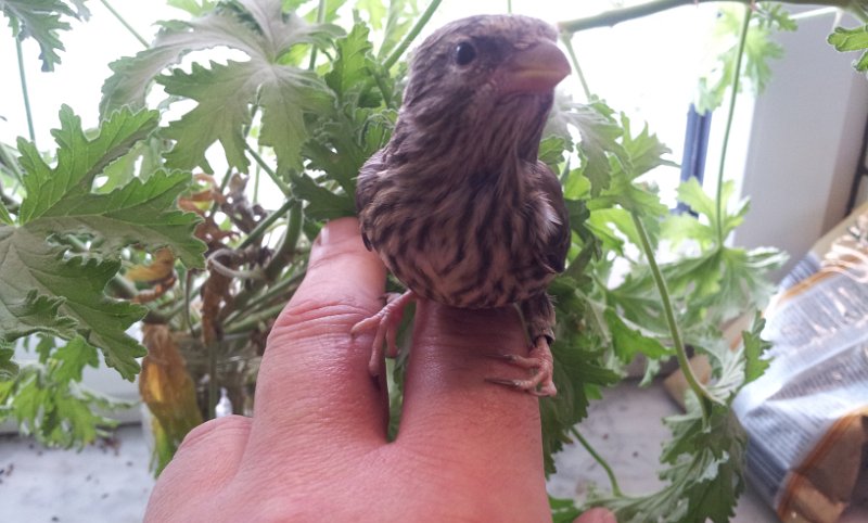 20130422_175113.jpg - User comments